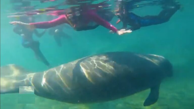 Manatee Snorkel Tour with Divemaster